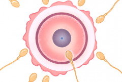 在深圳市做试管婴儿一次成功需要满足什么条件？
