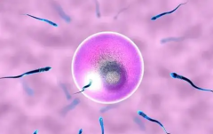 日照市人民医院接受无结婚证试管婴儿申请吗？费用及成功率详解