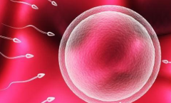 2026年未婚人士可以在廊坊人民医院做试管婴儿吗？