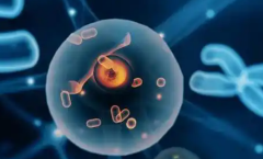 中国医学科学院北京协和医院单身人士试管婴儿成功几率大吗？