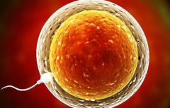 2026年上海市单身去上海市第一妇婴保健院做试管成功率高吗？怀上几率