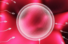 2026年未婚想做试管婴儿怎么办？苏州中医医院可以操作吗？