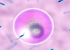 2026年北京人民医院允许单身人士做试管吗？