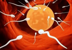 女性没有结婚证在深圳市人民医院能不能做试管助孕？