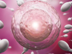 沈阳市三代试管婴儿费用预计要多少？2026年三代试管花费清单