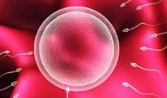 格鲁吉亚三代试管婴儿价格多少？格鲁吉亚三代试管全流程花费公开！