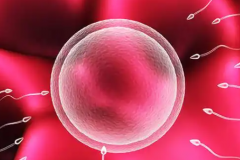 兰州单身人士选择甘肃省妇幼做试管成功率高不高？